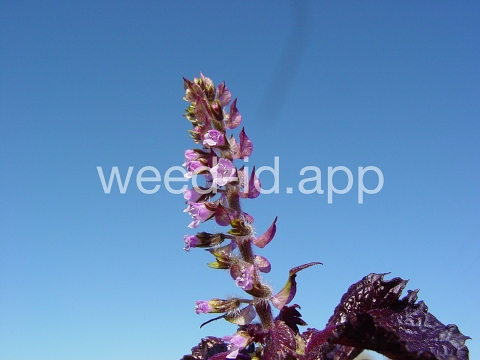 mint, perilla
